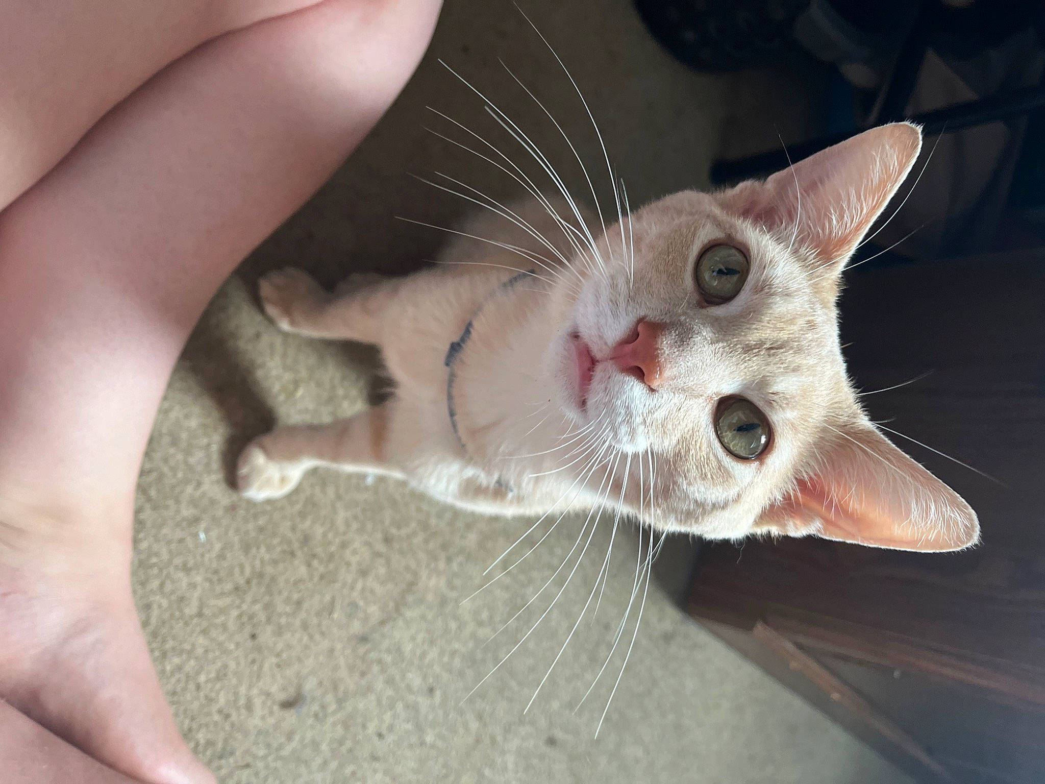 Tillman is registered to the contest to win money with this photo: carnivore, cat, claw, domestic_short_haired_cat, ear, fawn, felidae, finger, foot, fur, hand, nail, paw, small_to_medium_sized_cats, snout, tail, whiskers