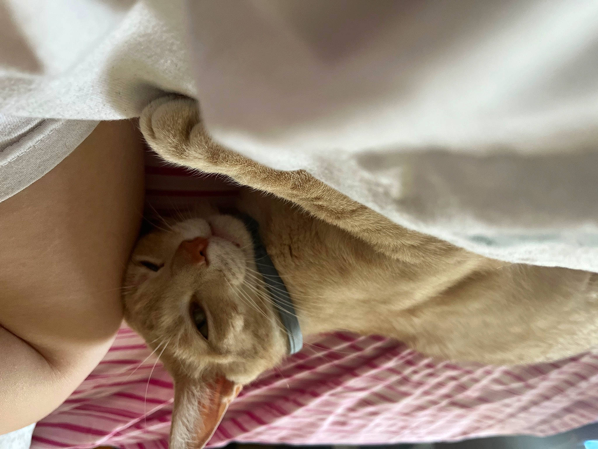 Tillman joined the competition — help win amazing prizes! carnivore, cat, comfort, dog_breed, domestic_short_haired_cat, ear, fawn, felidae, fur, gesture, human_leg, linens, nail, paw, small_to_medium_sized_cats, snout, tail, textile, whiskers, working_animal