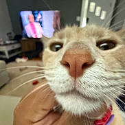 Tillman joined the competition — help win amazing prizes! animal_face, blurred_background, cat, close_up, collar, cozy, curious, cute, domestic_animal, eyes, feline, fur, hand, home, indoor, living_room, nose, pet, portrait, whiskers