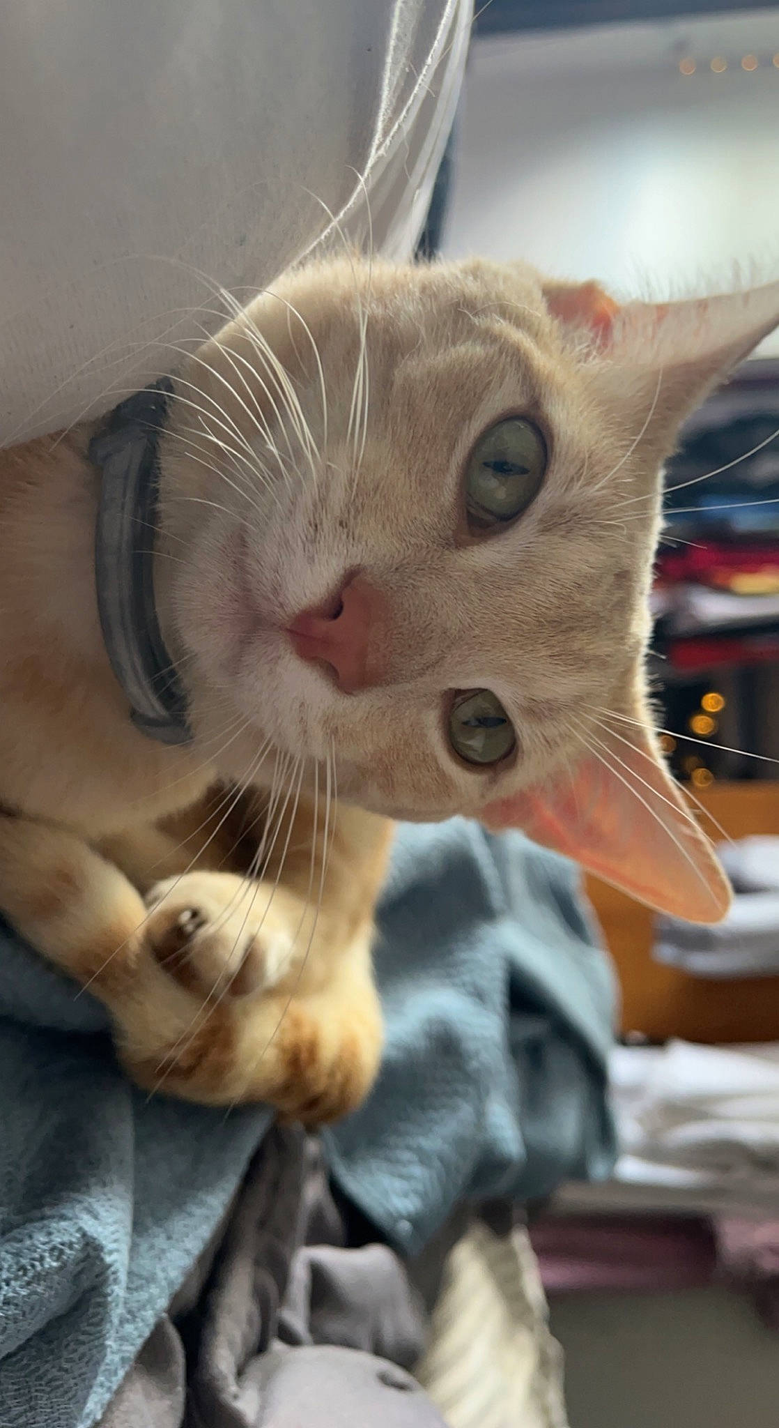 Tillman joined the competition — help win amazing prizes! carnivore, cat, claw, collar, comfort, domestic_short_haired_cat, ear, eye, eyelash, fang, fawn, felidae, fur, gesture, jaw, paw, pet_supply, small_to_medium_sized_cats, snout, whiskers