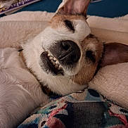 Nana a rejoint le concours — aidez-le/la à gagner de superbes lots ! dog, smiling, teeth, close_up, lying_down, blanket, indoor, pet, resting, canine, cute, sleepy, cozy, fur, ear, nose, home, comfort, animal, portrait