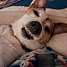 dog, smiling, teeth, close_up, lying_down, blanket, indoor, pet, resting, canine, cute, sleepy, cozy, fur, ear, nose, home, comfort, animal, portrait