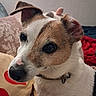 Nana participe au concours pour gagner de l'argent avec cette photo : dog, jack_russell_terrier, close_up, pet, canine, ear, fur, collar, bed, blanket, pillow, indoor, animal, cute, curious, snout, whiskers, brown, white, companion
