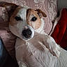 Nana a rejoint le concours — aidez-le/la à gagner de superbes lots ! dog, pet, lying_down, paw, relaxed, sleepy, indoor, pillow, floral_pattern, brown_and_white, close_up, canine, companion, fur, snout, ear, nose, blanket, resting, cute