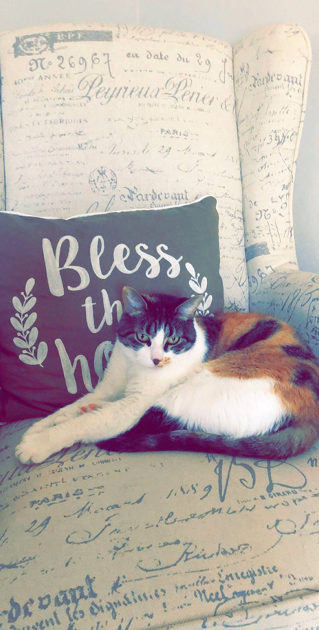 Athena joined the competition — help win amazing prizes! aegean_cat, asian, carnivore, cat, cushion, domestic_short_haired_cat, felidae, fur, furniture, kitten, nap, pillow, polydactyl_cat, sleep, small_to_medium_sized_cats, tail, whiskers
