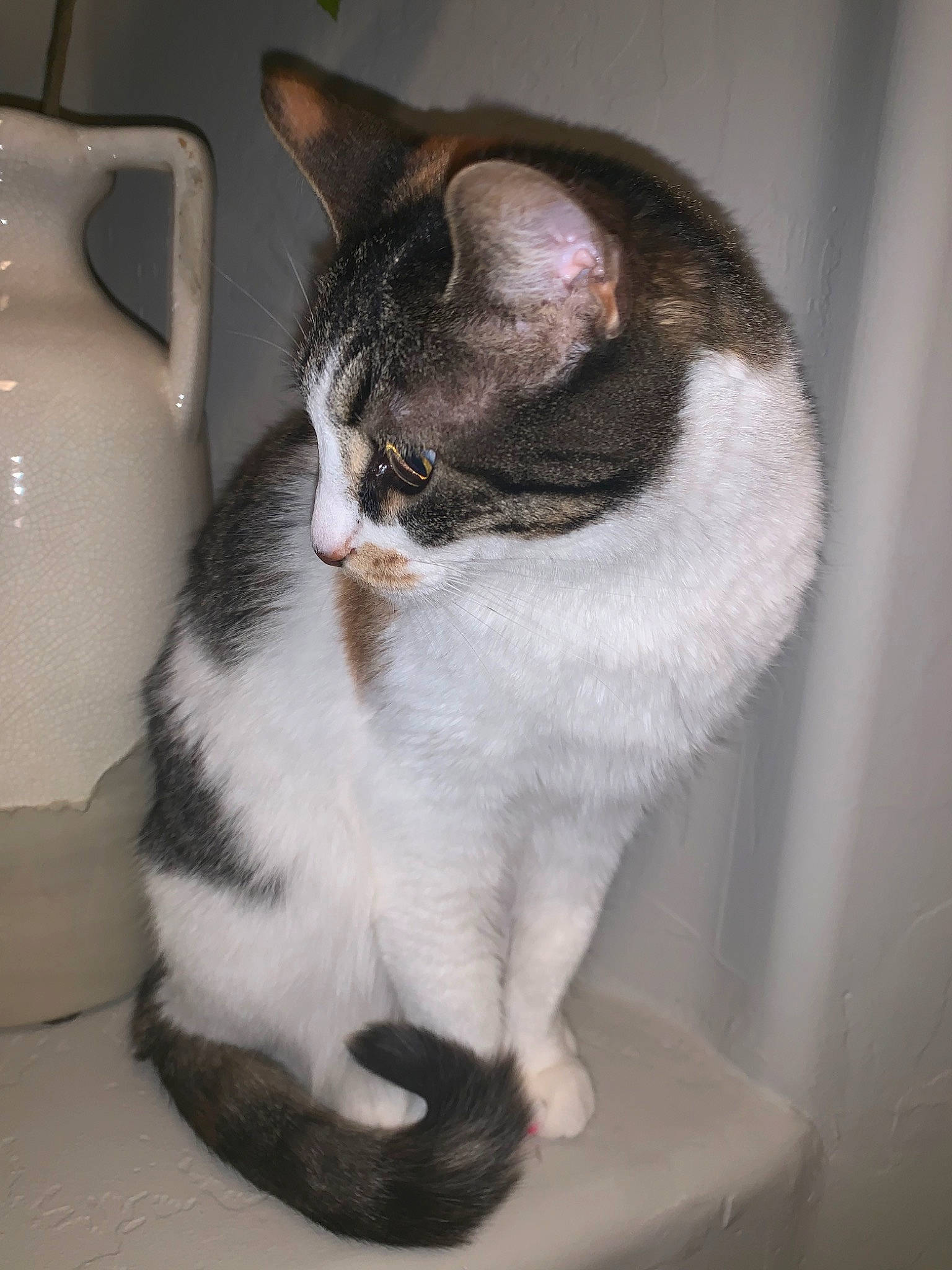 Athena is registered to the contest to win money with this photo: aegean_cat, american_wirehair, asian, carnivore, cat, domestic_short_haired_cat, european_shorthair, felidae, mammal, polydactyl_cat, small_to_medium_sized_cats, tail, whiskers