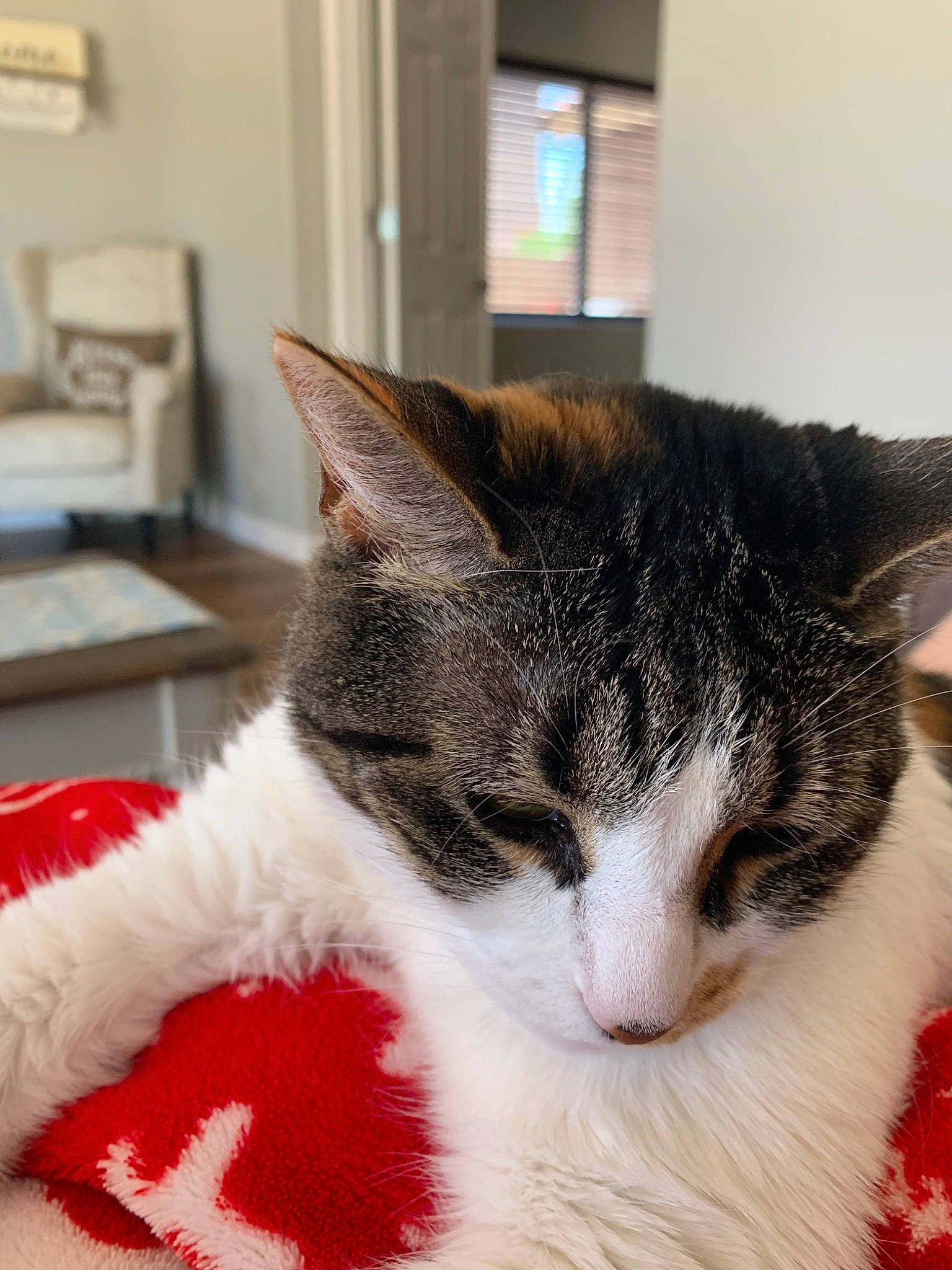 Athena is registered to the contest to win money with this photo: aegean_cat, american_wirehair, asian, carnivore, cat, domestic_short_haired_cat, ear, european_shorthair, eye, felidae, fur, kitten, polydactyl_cat, small_to_medium_sized_cats, snout, tabby_cat, whiskers, window