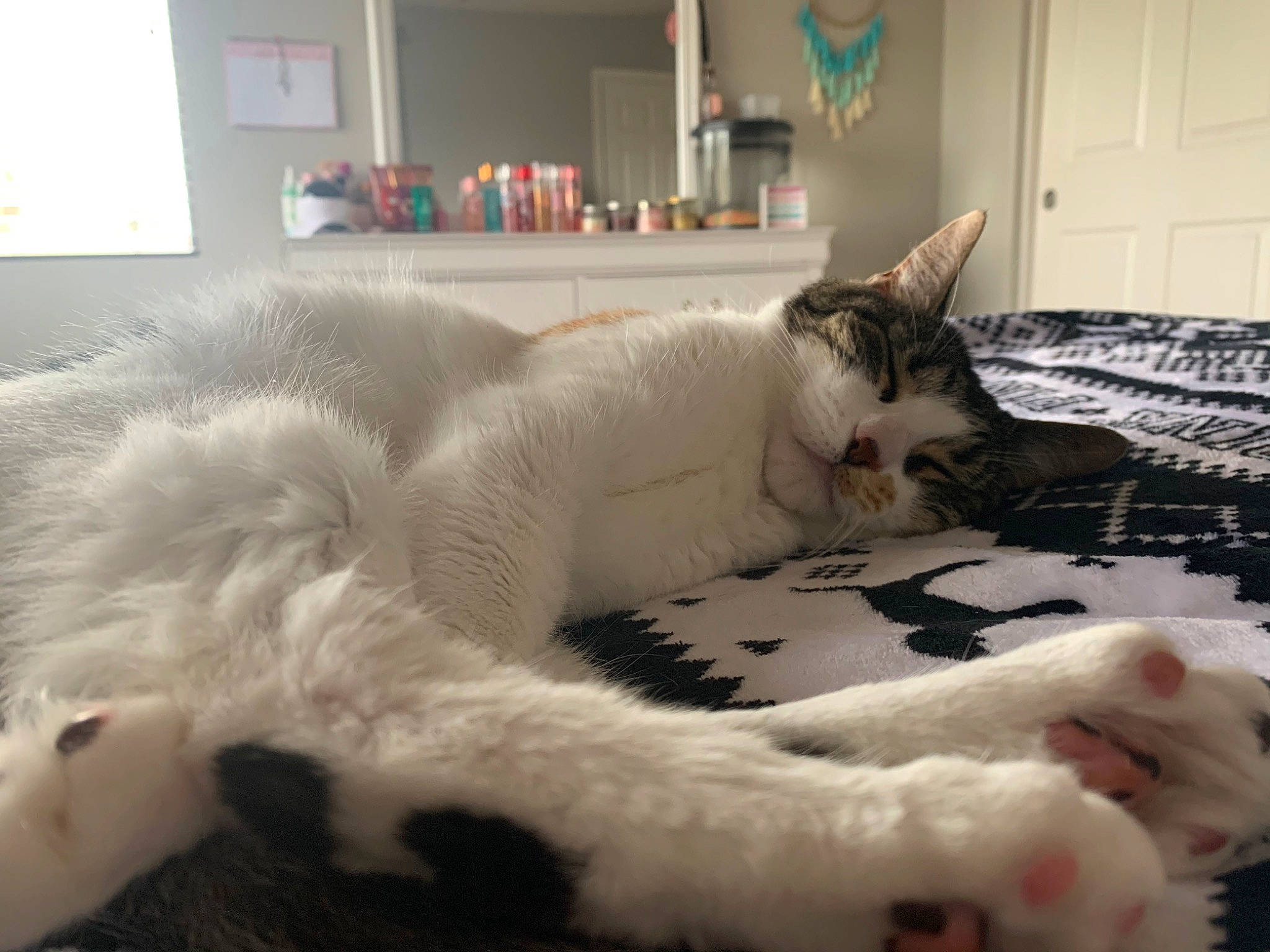 Athena is registered to the contest to win money with this photo: canidae, carnivore, cat, felidae, fur, kitten, nap, paw, sky, small_to_medium_sized_cats, tail, whiskers