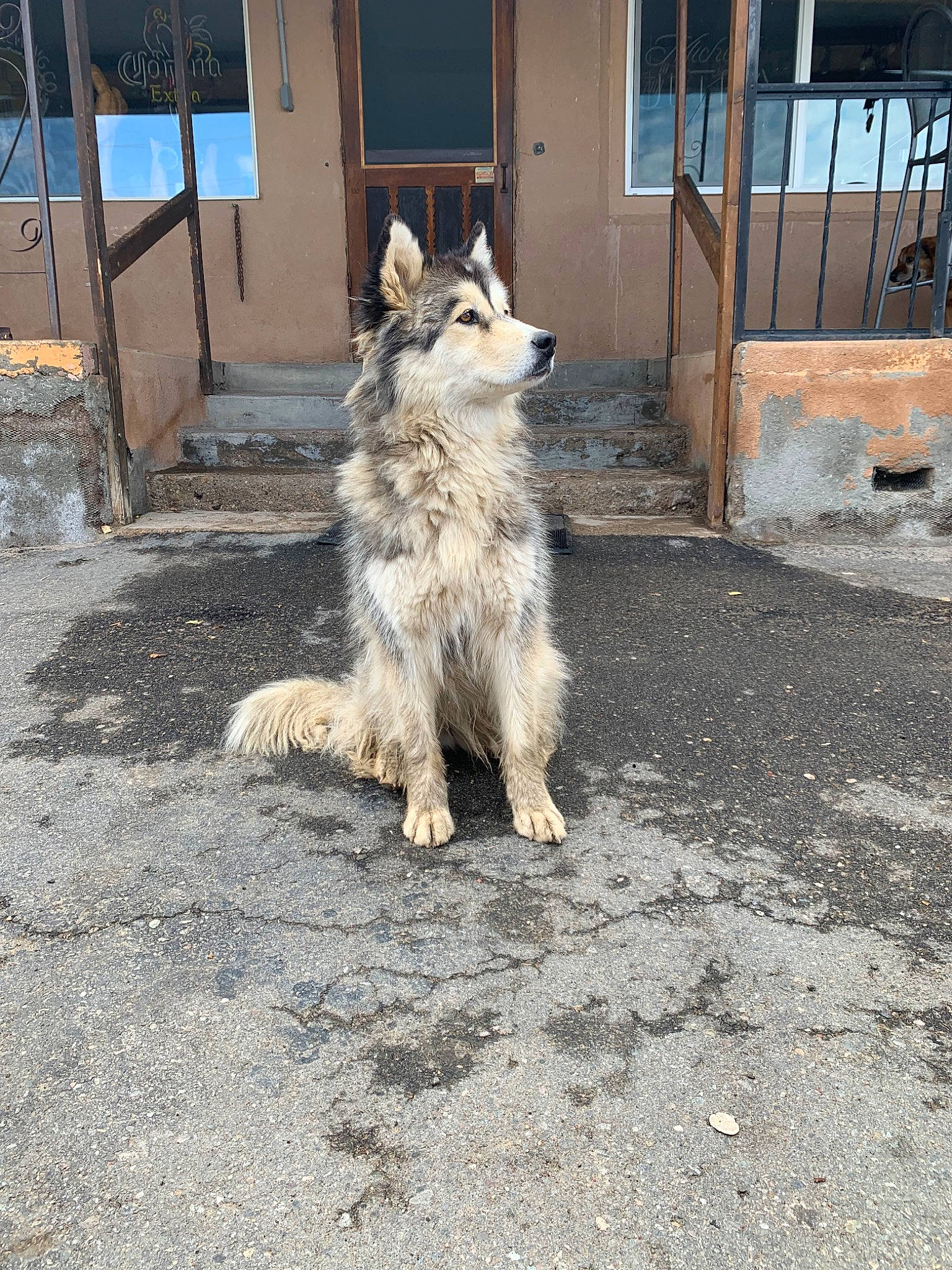 Balto joined the competition — help win amazing prizes! canidae, canis, carnivore, czechoslovakian_wolfdog, dog, dog_breed, mammal, native_american_indian_dog, northern_inuit_dog, siberian_husky, tamaskan_dog, vertebrate, wolfdog, working_dog
