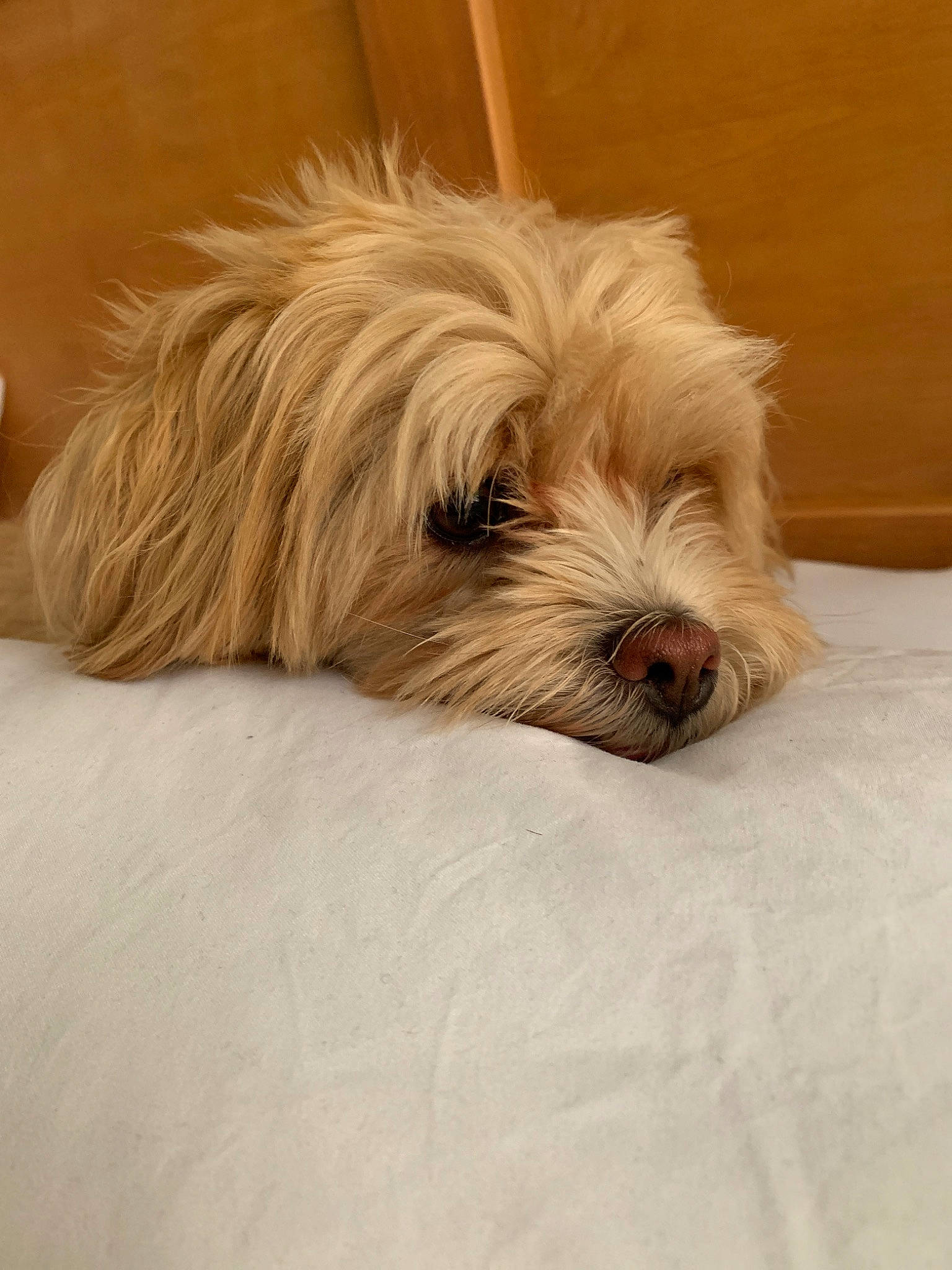 Khaleesi joined the competition — help win amazing prizes! canidae, carnivore, chinese_imperial_dog, companion_dog, dog, dog_breed, glen_of_imaal_terrier, havanese, kyi_leo, lhasa_apso, lowchen, maltepoo, mammal, morkie, puppy, schnoodle, shih_tzu, snout, tibetan_terrier, vertebrate