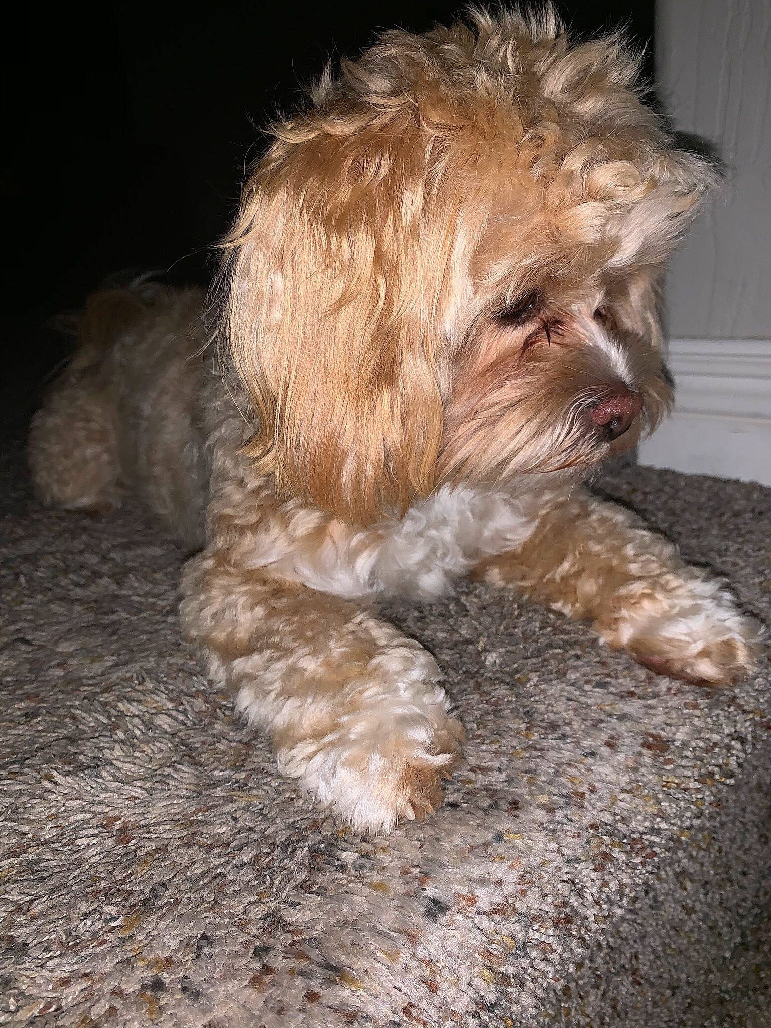 Khaleesi is registered to the contest to win money with this photo: bolonka, canidae, carnivore, cavachon, cockapoo, dog, dog_breed, dutch_smoushond, glen_of_imaal_terrier, havanese, maltepoo, mammal, morkie, poodle_crossbreed, schnoodle, shih_tzu, small_terrier, sporting_lucas_terrier, terrier, vertebrate