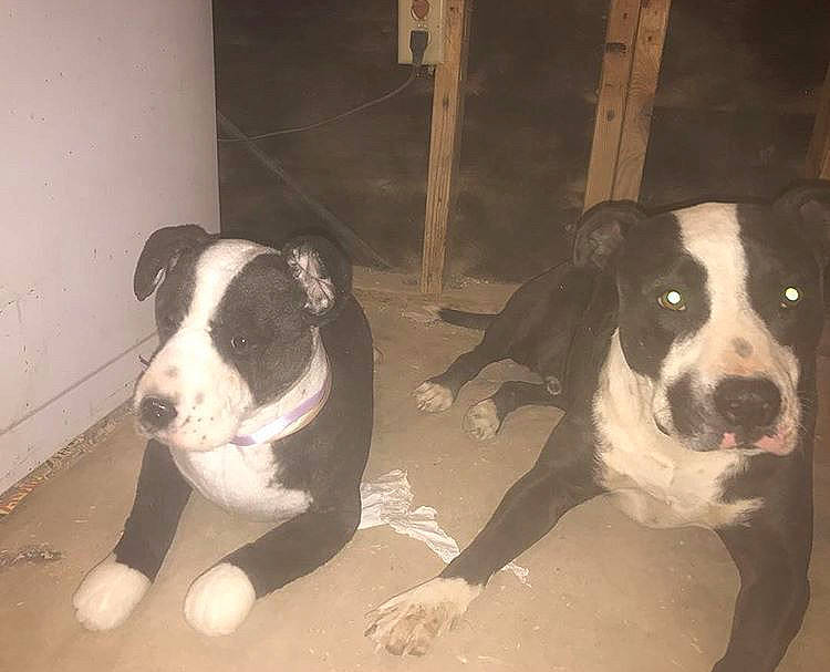 Fatneck joined the competition — help win amazing prizes! american_pit_bull_terrier, american_staffordshire_terrier, bully_kutta, canidae, carnivore, dog, dog_breed, fawn, mammal, mcnab, non_sporting_group, nose, pit_bull, snout, sporting_group, tail, vertebrate