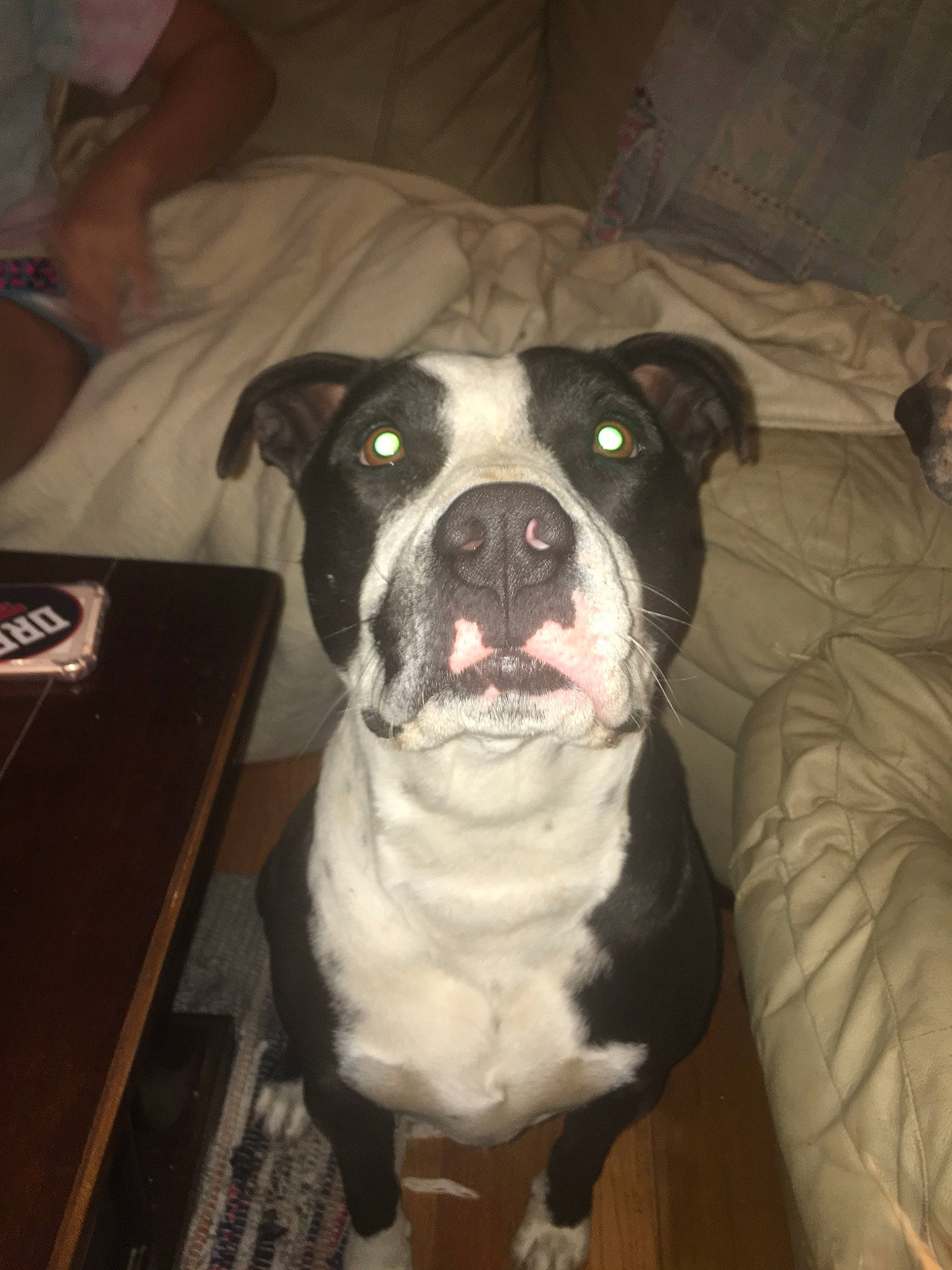 Fatneck joined the competition — help win amazing prizes! american_bulldog, american_pit_bull_terrier, american_staffordshire_terrier, bulldog, canidae, carnivore, dog, dog_breed, fawn, mammal, molosser, non_sporting_group, nose, olde_english_bulldogge, pit_bull, rare_breed_dog, snout, staffordshire_bull_terrier, valley_bulldog, vertebrate