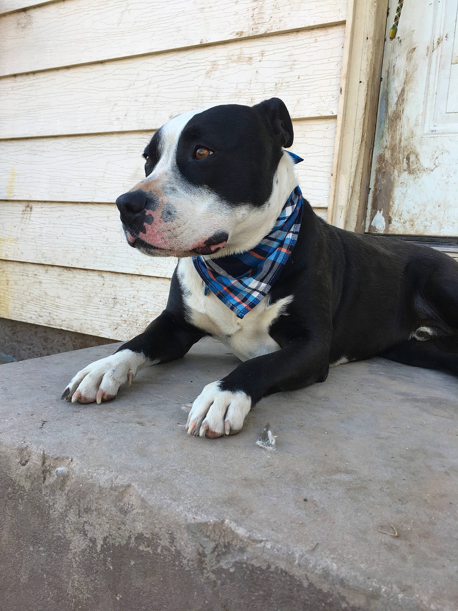 Fatneck joined the competition — help win amazing prizes! adventure, american_bulldog, american_pit_bull_terrier, american_staffordshire_terrier, canidae, carnivore, dog, dog_breed, fawn, mammal, non_sporting_group, pit_bull, rare_breed_dog, snout, sporting_group, tail, vertebrate