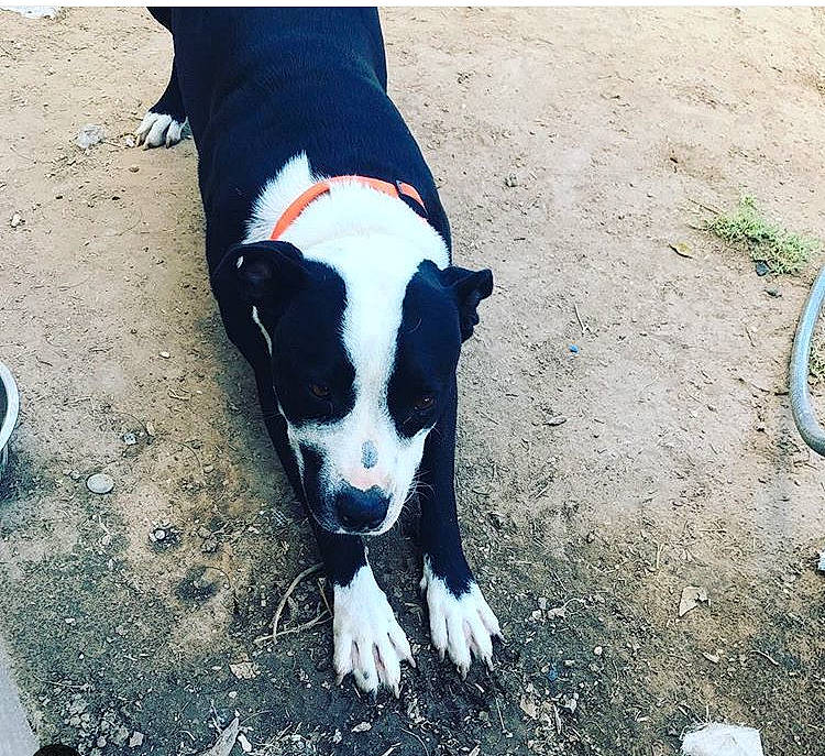 Fatneck joined the competition — help win amazing prizes! american_pit_bull_terrier, american_staffordshire_terrier, canidae, carnivore, companion_dog, dog, dog_breed, mountain, non_sporting_group, pit_bull, puppy, sky, snout, sporting_group, staffordshire_bull_terrier, tail, terrier