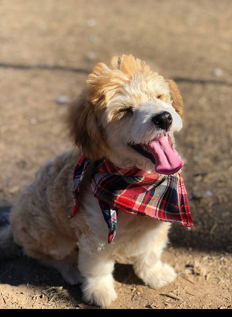 Piper joined the competition — help win amazing prizes! canidae, carnivore, cockapoo, companion_dog, dog, dog_breed, dog_clothes, irish_soft_coated_wheaten_terrier, leash, mammal, petit_basset_griffon_vendeen, poodle_crossbreed, rare_breed_dog, sapsali, schnoodle, snout, sporting_group, sporting_lucas_terrier, terrier, vertebrate