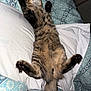 cat, tabby, bed, bedding, pillow, fluffy, paw, sleeping, relaxed, indoor, animal, pet, fur, striped, cute, resting, cozy, home, upside_down, stretching