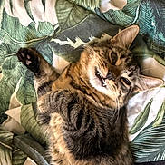 Bam joined the competition — help win amazing prizes! cat, tabby, fur, pet, animal, whiskers, paw, teeth, bed, blanket, leaf_pattern, relaxed, cute, indoor, sleepy, feline, closeup, striped, lying_down, cozy