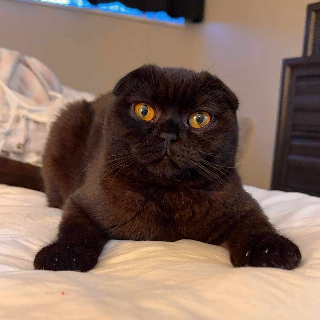 Kuma joined the competition — help win amazing prizes! amber_eyes, animal, bed, black_fur, cat, closeup, cozy, curious, cute, domestic, feline, fur, indoor, lying_down, pet, portrait, relaxed, scottish_fold, whiskers, white_bedspread