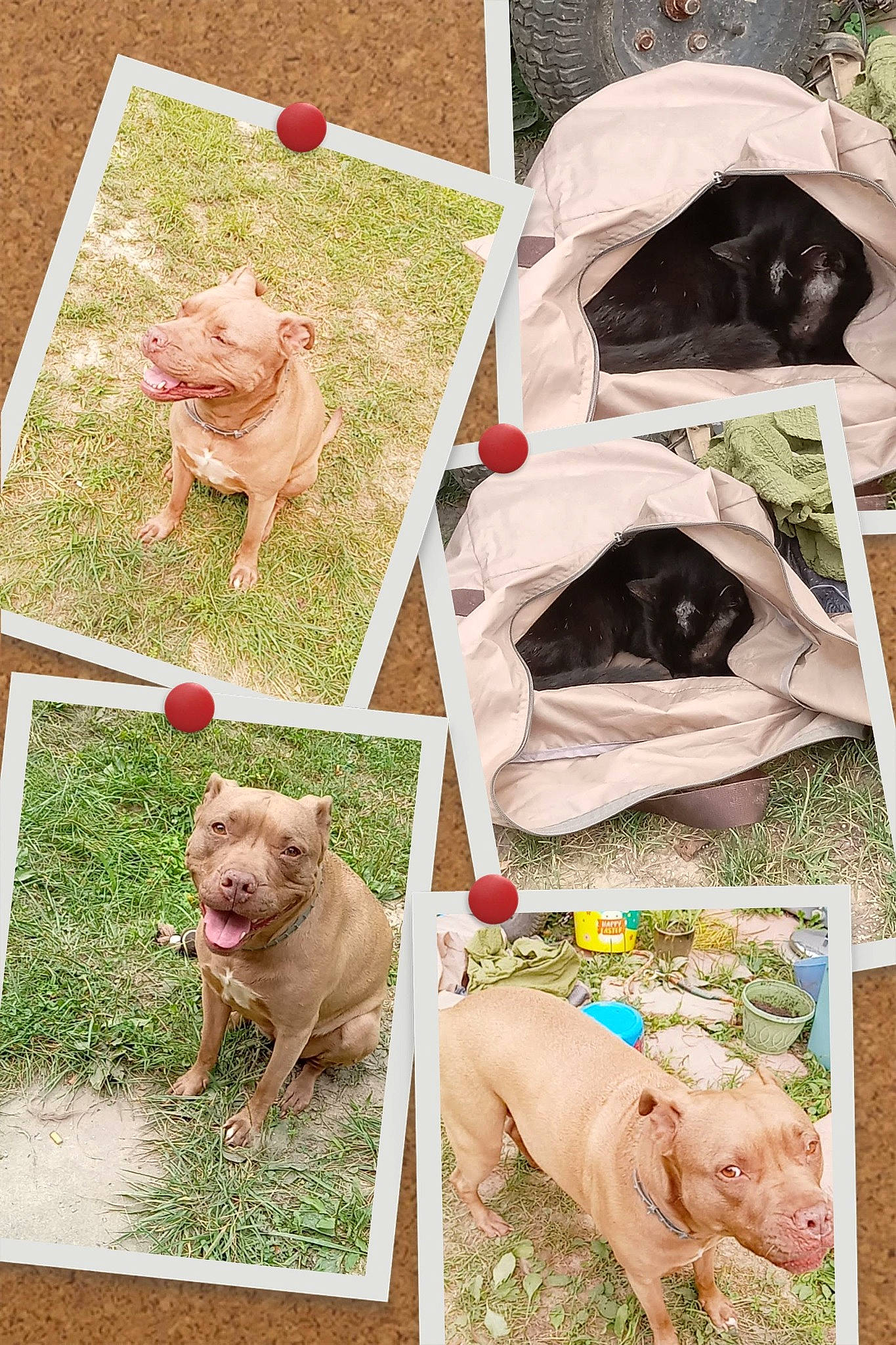 Shy joined the competition — help win amazing prizes! adaptation, art, canidae, carnivore, collage, companion_dog, dog, dog_breed, dog_collar, fawn, grass, green, liver, photograph, plant, snout, sporting_group, stock_photography, wildlife, working_animal