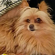 Jax is registered to the contest to win money with this photo: dog, small_dog, fluffy, long_hair, tan_fur, white_fur, pet, animal, face, eyes, nose, ears, lying_down, bed, blanket, indoors, close_up, portrait, cute, relaxed