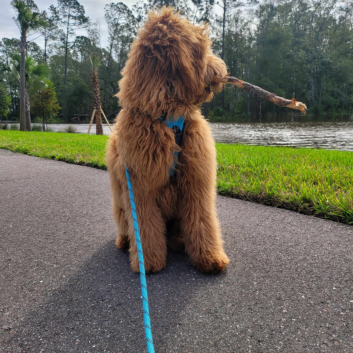 Diego joined the competition — help win amazing prizes! accessories, airedale, animal, canine, dog, grass, gravel, hound, leash, pet, plant, poodle, puppy, road, rope, strap, summer, tarmac, terrier, tree