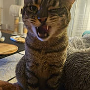 Hector participe au concours pour gagner de l'argent avec cette photo : animal, blanket, cat, cozy, cute, domestic, ears, fur, furniture, indoors, living_room, mouth_open, pet, pillow, playful, remote_control, sitting, tabby, whiskers, winking