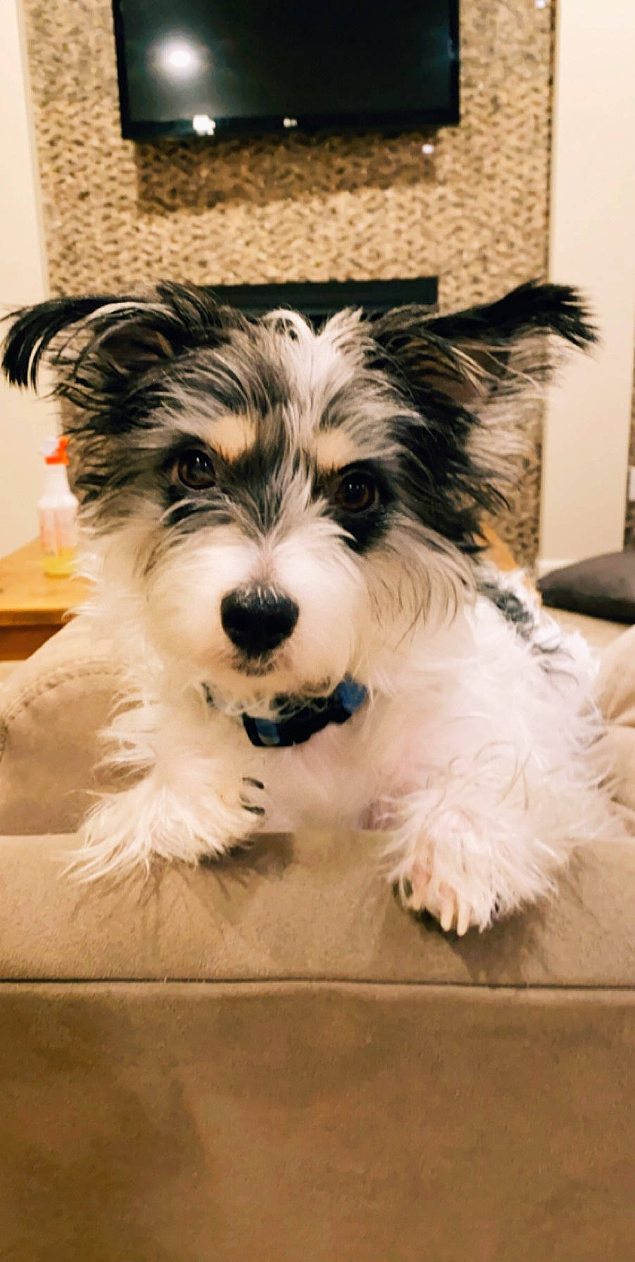 Scout joined the competition — help win amazing prizes! biewer_terrier, canidae, carnivore, companion_dog, dog, dog_breed, havanese, kyi_leo, mammal, miniature_schnauzer, morkie, puppy, rare_breed_dog, snout, sporting_lucas_terrier, terrier, tibetan_terrier, toy_dog, vertebrate, yorkshire_terrier