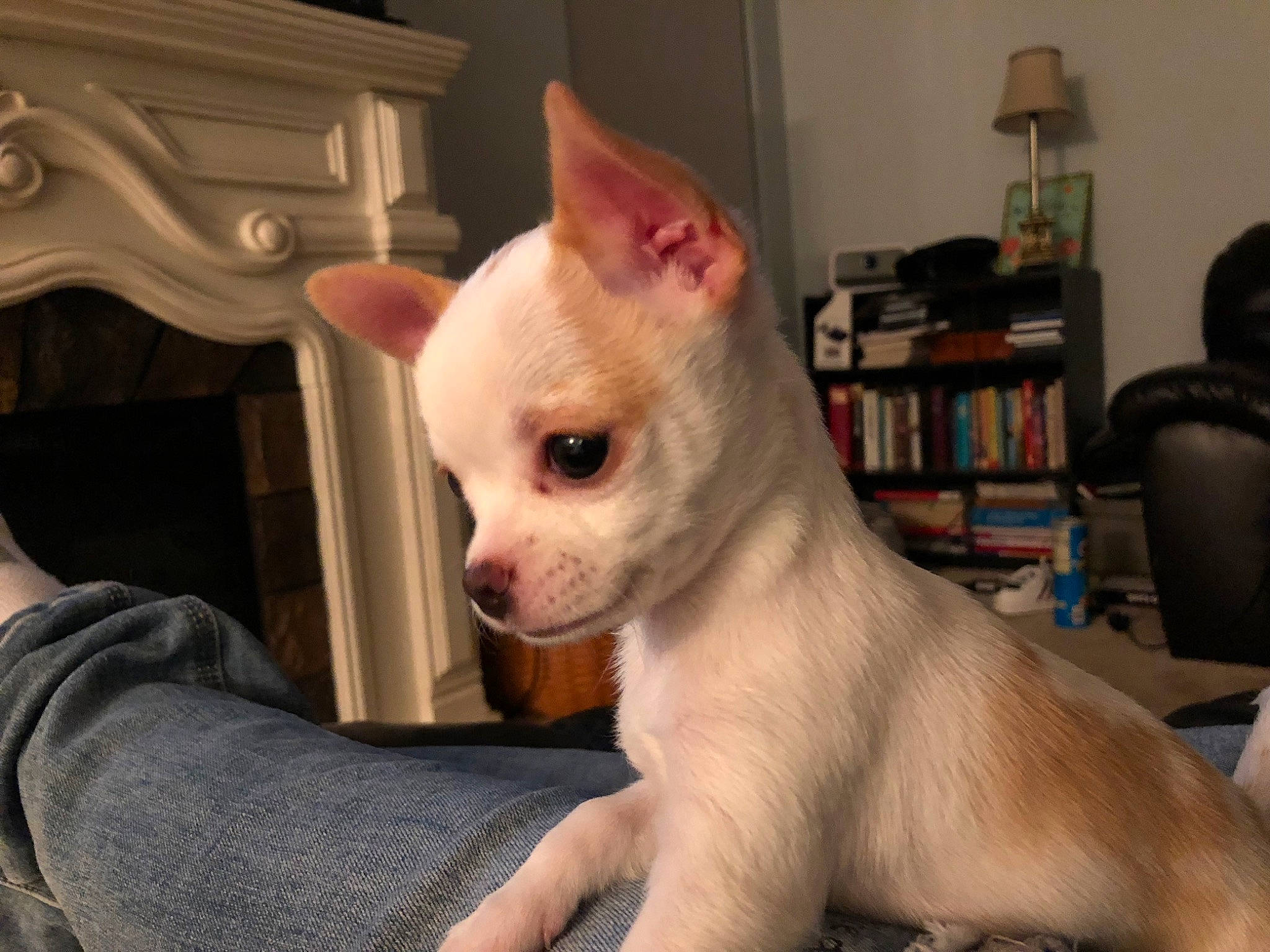 Bijoux is registered to the contest to win money with this photo: canidae, carnivore, chihuahua, companion_dog, dog, dog_breed, ear, eye, fawn, head, mammal, non_sporting_group, puppy, puppy_love, snout, tail, toy_dog, vertebrate, whiskers