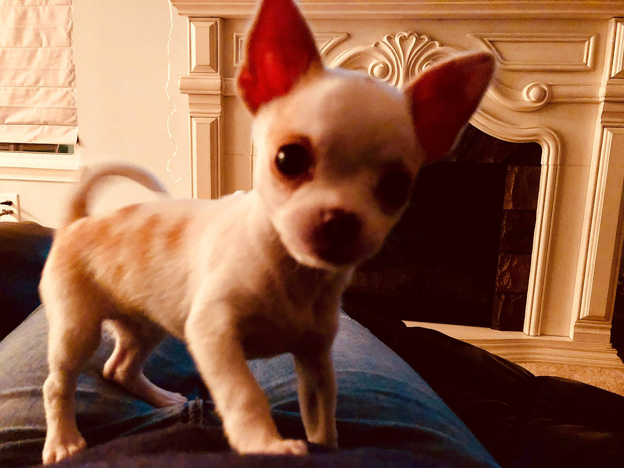 Bijoux joined the competition — help win amazing prizes! ancient_dog_breeds, canidae, carnivore, chihuahua, companion_dog, dog, dog_breed, ear, fawn, french_bulldog, mammal, puppy, snout, tail, toy_dog, vertebrate