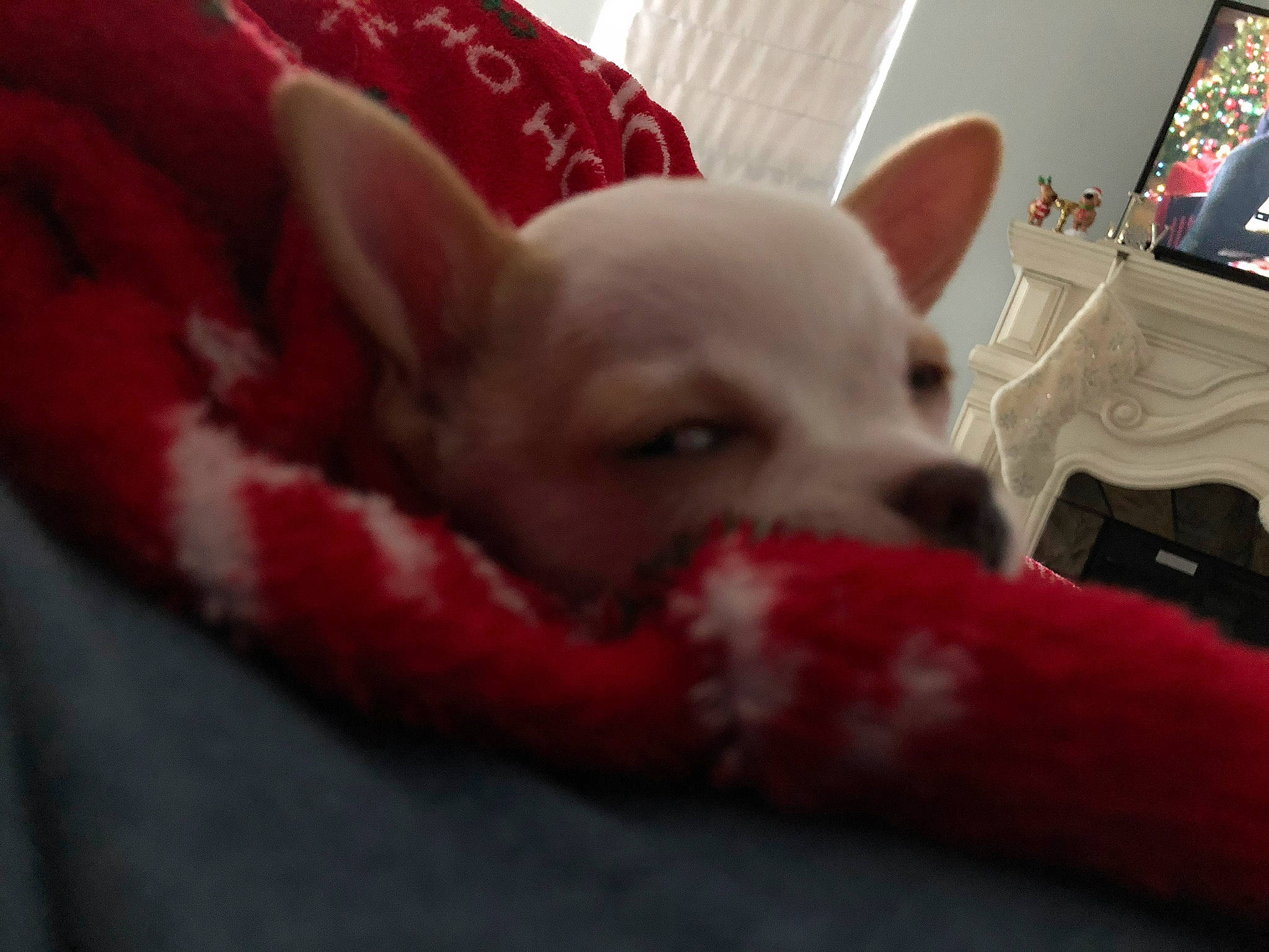 Bijoux joined the competition — help win amazing prizes! canidae, carnivore, chihuahua, companion_dog, dog, dog_breed, ear, fawn, french_bulldog, head, mammal, non_sporting_group, puppy, snout, toy_dog, vertebrate