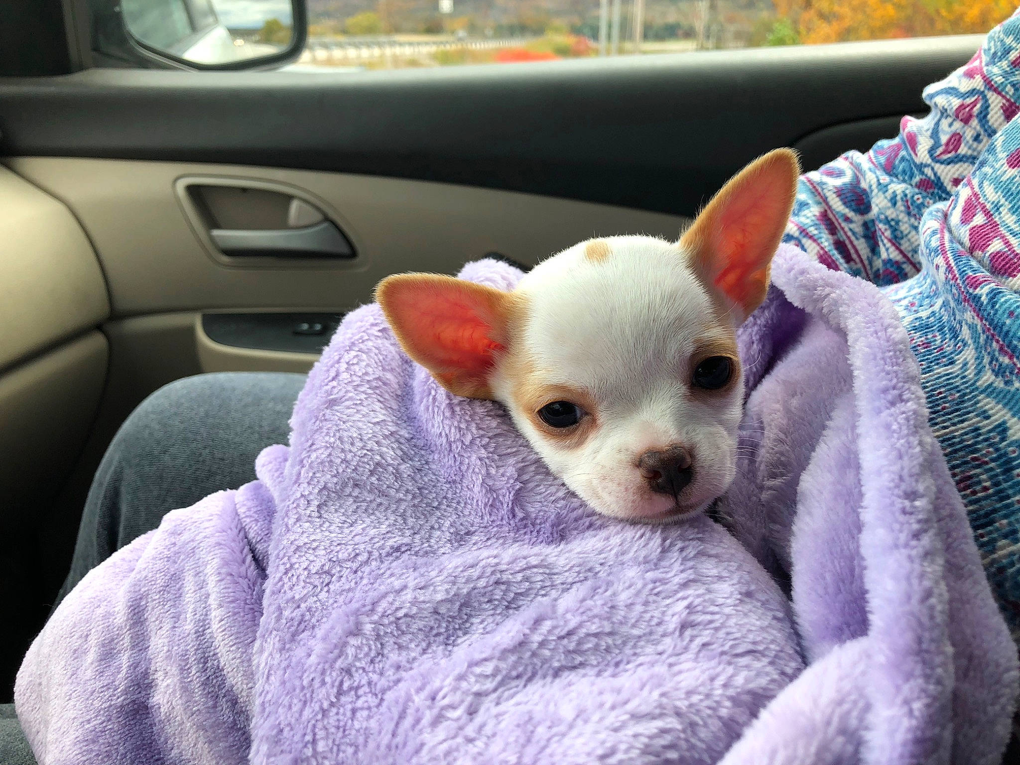 Bijoux is registered to the contest to win money with this photo: canidae, carnivore, chihuahua, companion_dog, dog, dog_breed, ear, fawn, mammal, nose, puppy, puppy_love, snout, toy_dog, vertebrate