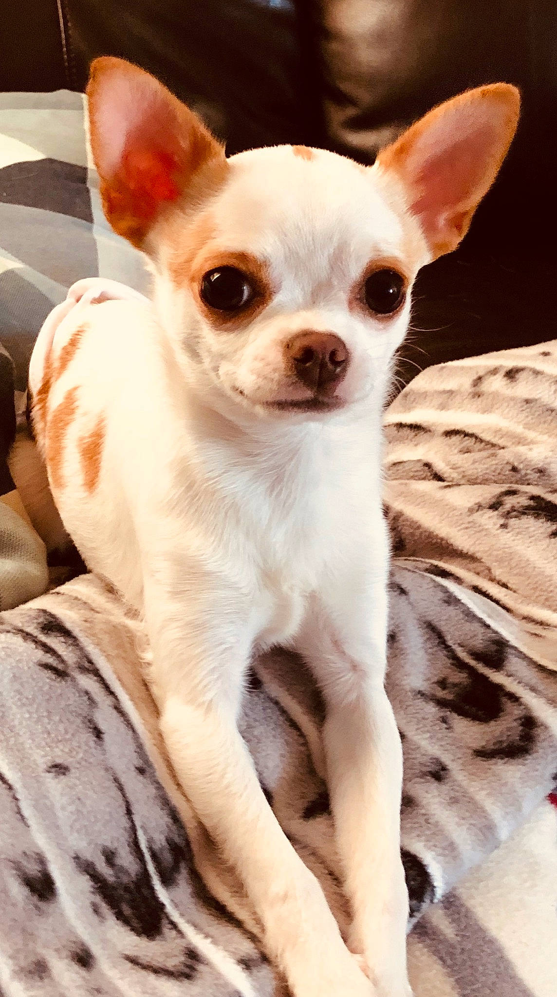 Bijoux is registered to the contest to win money with this photo: ancient_dog_breeds, canidae, carnivore, chihuahua, companion_dog, corgi_chihuahua, dog, dog_breed, ear, fawn, mammal, miniature_fox_terrier, puppy, snout, toy_dog, vertebrate, whiskers