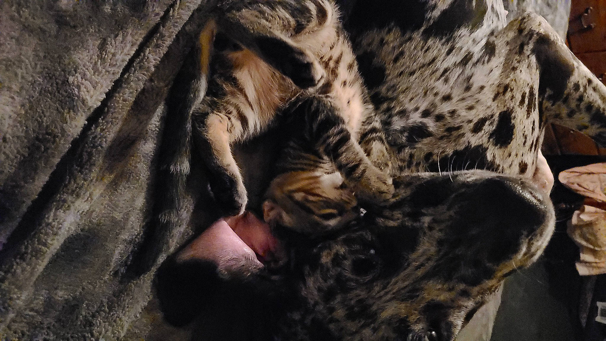 Wilhelm 'Ily' joined the competition — help win amazing prizes! carnivore, cat, felidae, fur, jaguar, ocelot, organism, small_to_medium_sized_cats, terrestrial_animal, whiskers, wildlife