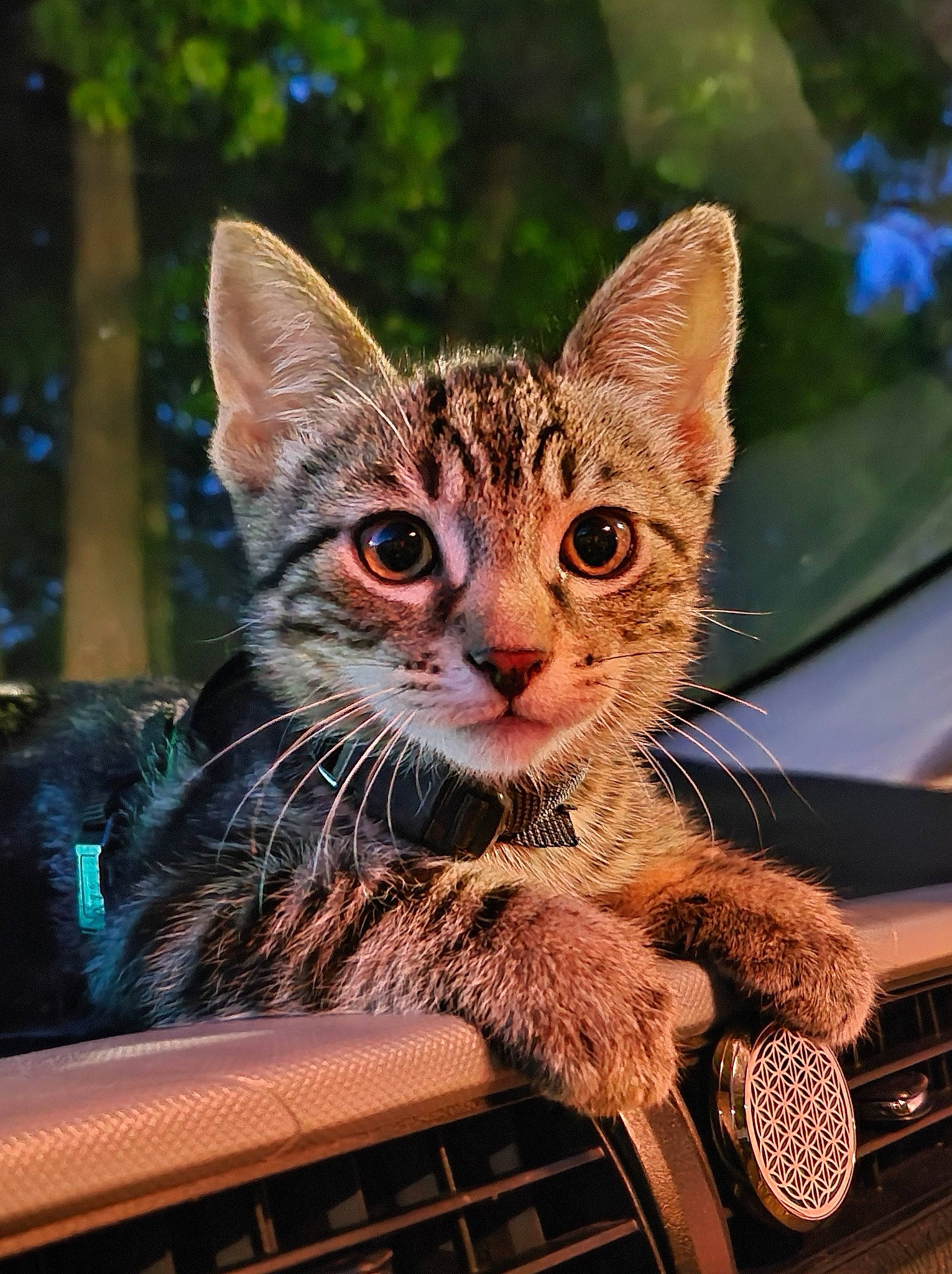 Wilhelm 'Ily' is registered to the contest to win money with this photo: aegean_cat, asian, california_spangled, carnivore, cat, chausie, domestic_short_haired_cat, dragon_li, european_shorthair, felidae, kitten, mammal, ocicat, savannah, small_to_medium_sized_cats, tabby_cat, toyger, vertebrate, whiskers, wild_cat