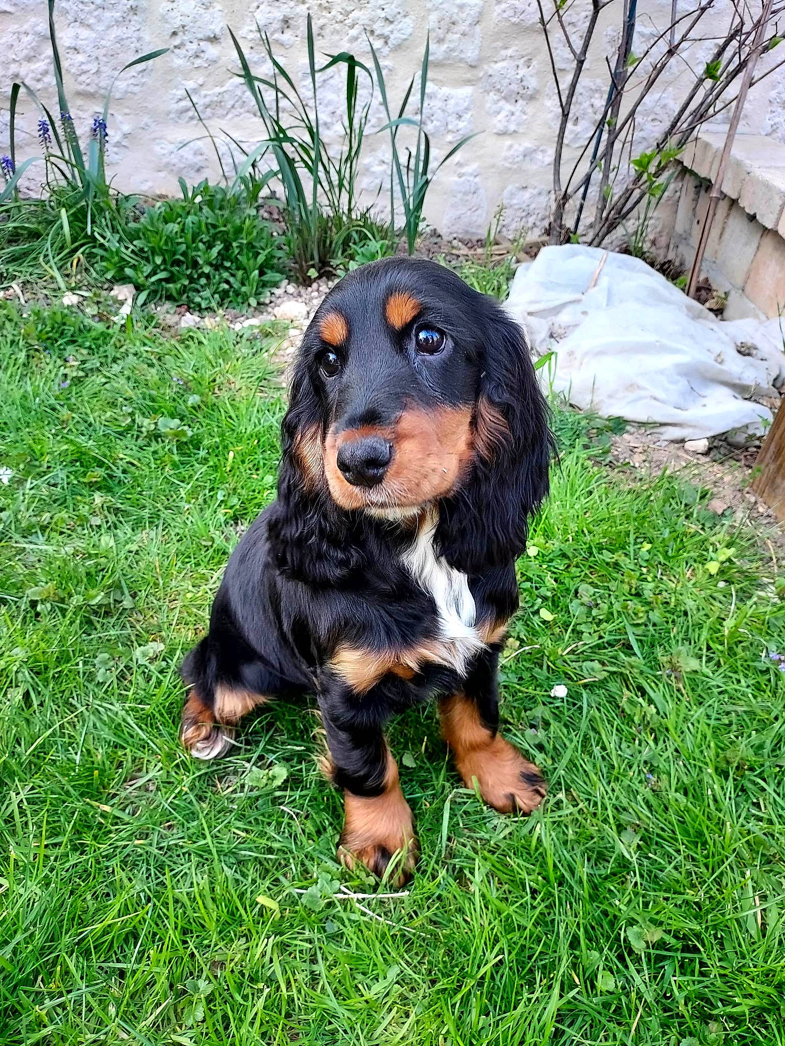 Taïs a rejoint le concours — aidez-le/la à gagner de superbes lots ! carnivore, companion_dog, dog, dog_breed, event, grass, hunting_dog, plant, sporting_group, terrestrial_animal, working_dog