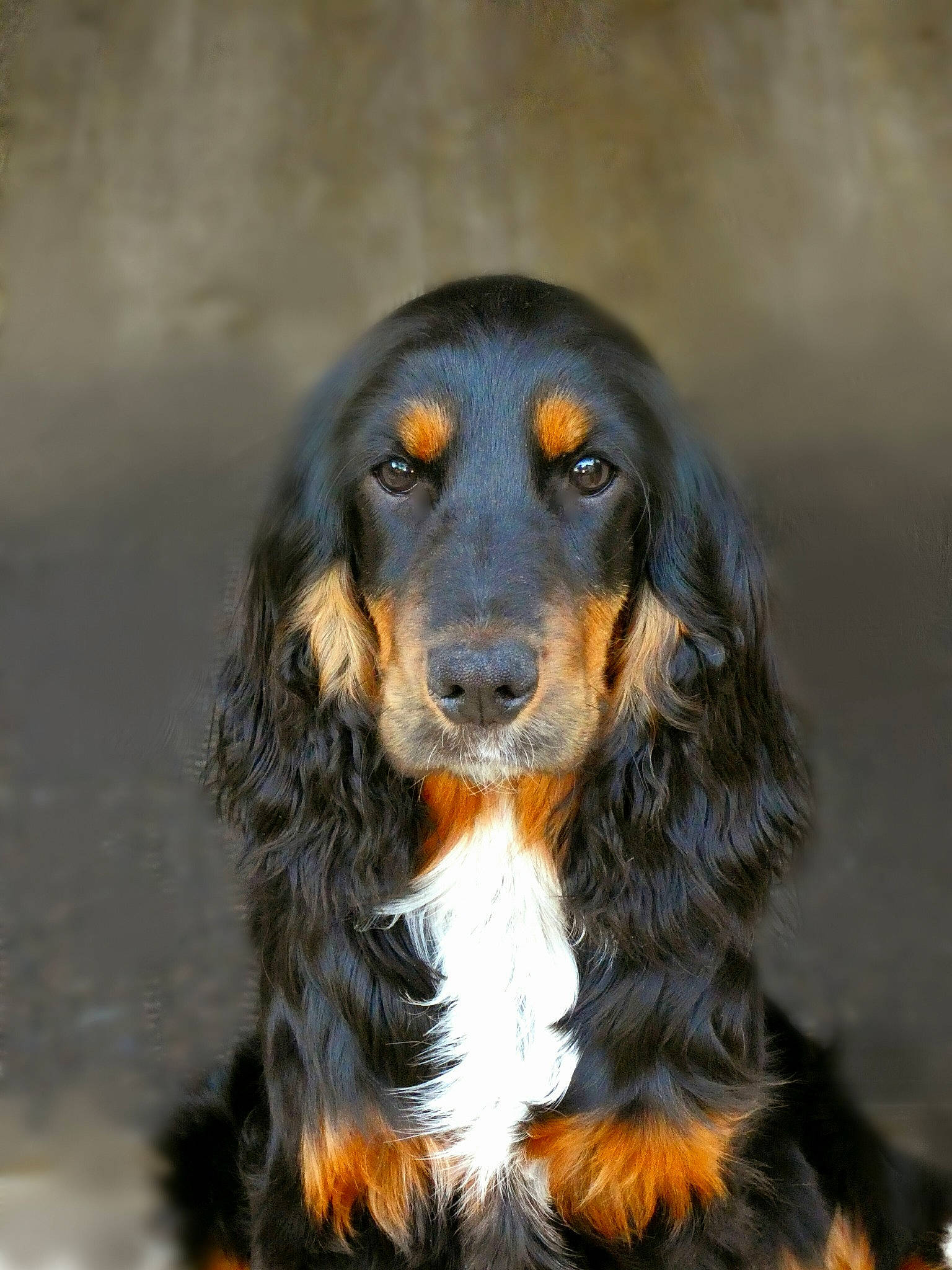 Taïs a rejoint le concours — aidez-le/la à gagner de superbes lots ! canidae, carnivore, companion_dog, dog, dog_breed, fur, hair, hunting_dog, liver, snout, sporting_group, terrestrial_animal, working_dog