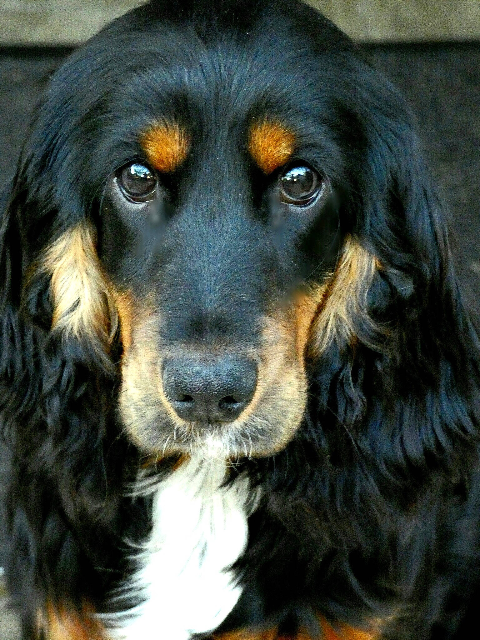 Taïs a rejoint le concours — aidez-le/la à gagner de superbes lots ! canidae, carnivore, close_up, companion_dog, dog, dog_breed, eye, fur, hair, head, hunting_dog, iris, liver, snout, spaniel, sporting_group, terrestrial_animal, whiskers, working_dog