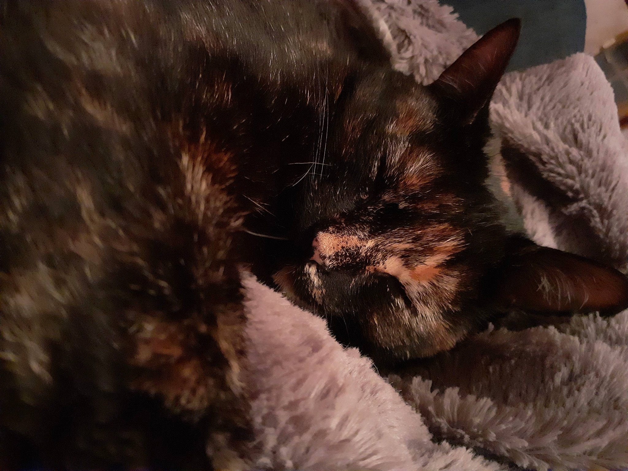 Nixie participe au concours pour gagner de l'argent avec cette photo : bed, black_cat, carnivore, cat, cat_bed, claw, cloud, comfort, darkness, domestic_short_haired_cat, felidae, fur, linens, nap, paw, sky, small_to_medium_sized_cats, tail, terrestrial_animal, whiskers