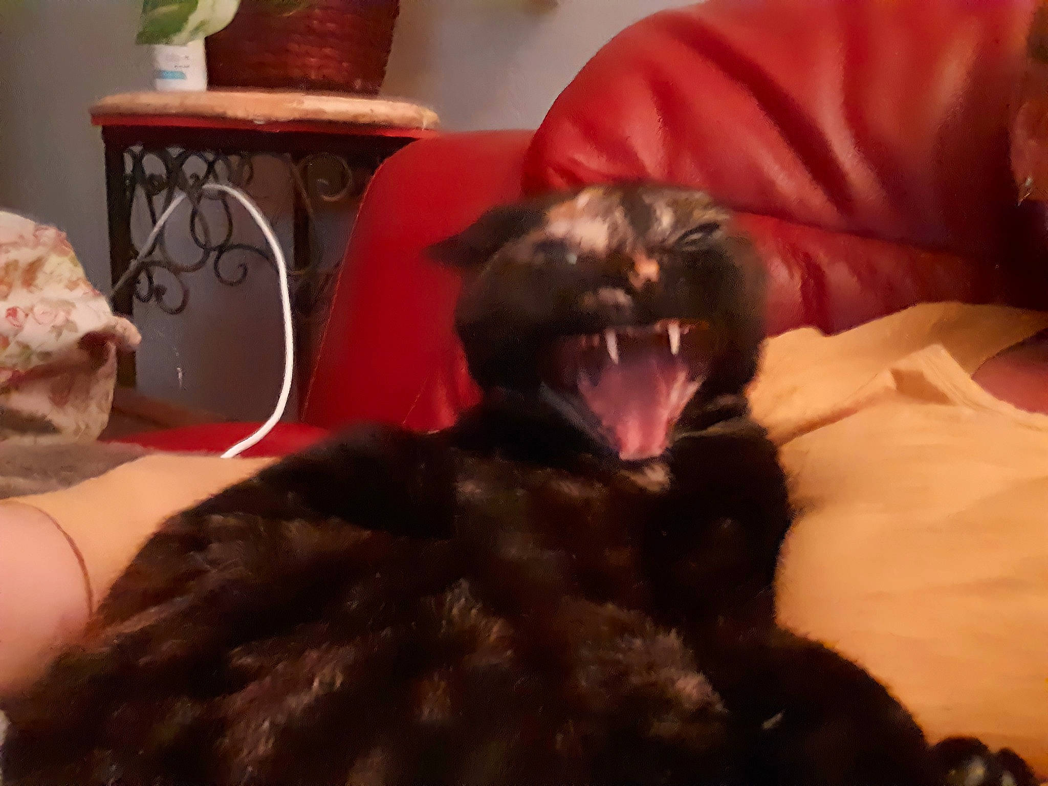 Nixie a rejoint le concours — aidez-le/la à gagner de superbes lots ! black_cat, canidae, carnivore, claw, comfort, companion_dog, cup, dog_breed, domestic_short_haired_cat, fang, felidae, flowerpot, fur, lamp, room, small_to_medium_sized_cats, tail, terrestrial_animal, toy, whiskers