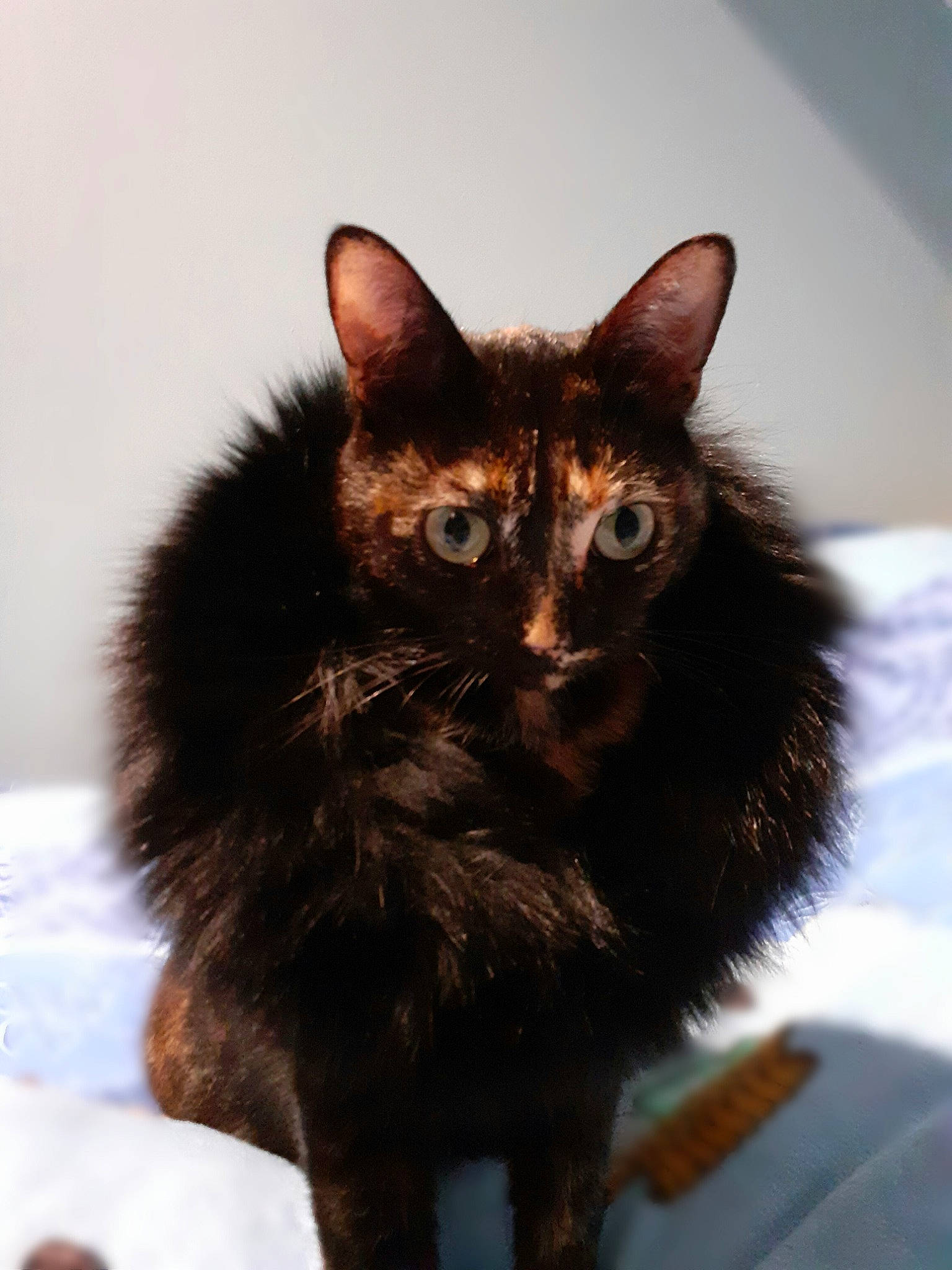 Nixie participe au concours pour gagner de l'argent avec cette photo : black_cat, bombay, carnivore, cat, cat_supply, claw, domestic_short_haired_cat, ear, felidae, fur, iris, liver, paw, small_to_medium_sized_cats, snout, tail, terrestrial_animal, whiskers, window