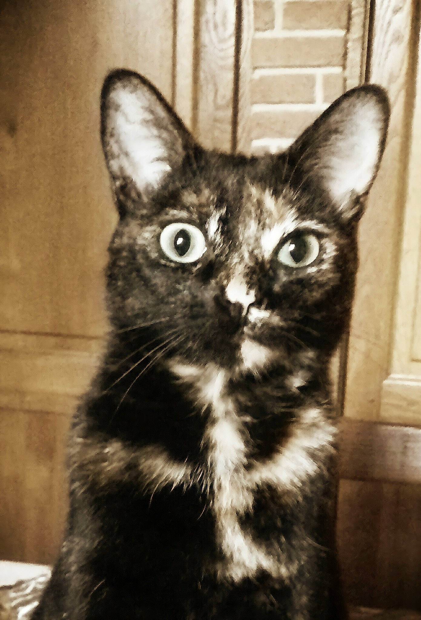 Nixie participe au concours pour gagner de l'argent avec cette photo : art, black_cat, carnivore, cat, darkness, domestic_short_haired_cat, ear, felidae, fur, monochrome, monochrome_photography, paw, small_to_medium_sized_cats, snout, tail, whiskers, wildlife