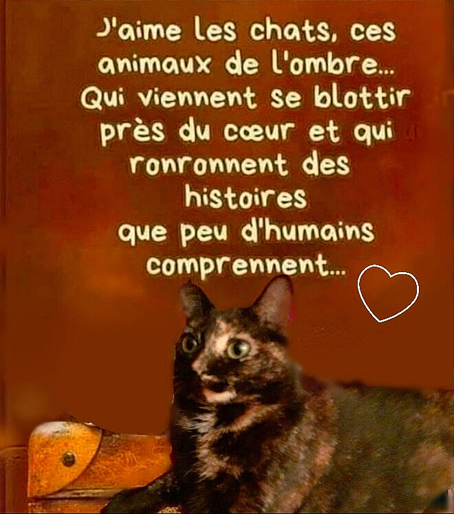 Nixie a rejoint le concours — aidez-le/la à gagner de superbes lots ! adaptation, advertising, art, book_cover, carnivore, cat, domestic_short_haired_cat, felidae, font, fur, happy, internet_meme, organism, paw, photo_caption, publication, small_to_medium_sized_cats, tail, terrestrial_animal, whiskers