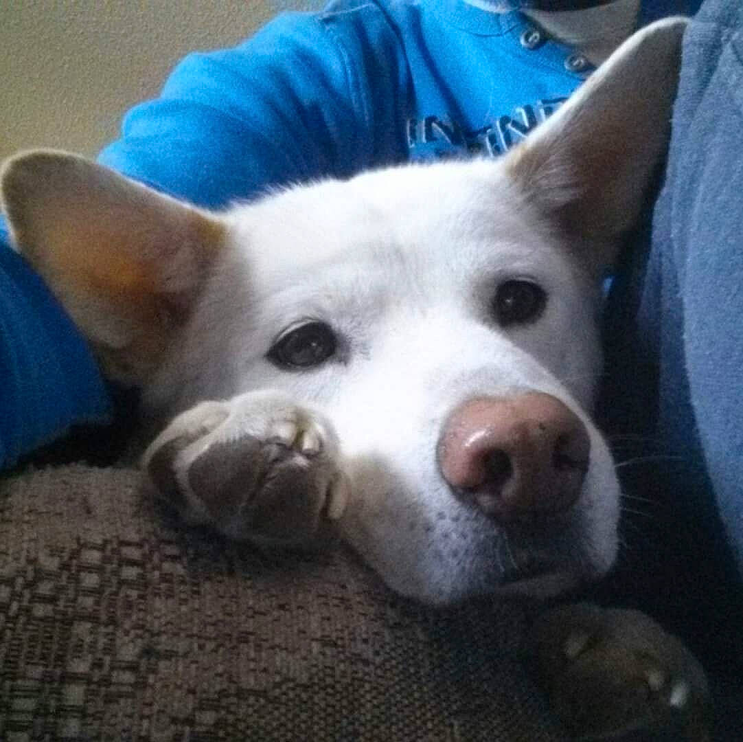 Hiyan is registered to the contest to win money with this photo: canidae, carnivore, comfort, companion_dog, dog, dog_breed, ear, fur, happy, head, jaw, non_sporting_group, snout, sporting_group, square, terrestrial_animal, whiskers, working_animal