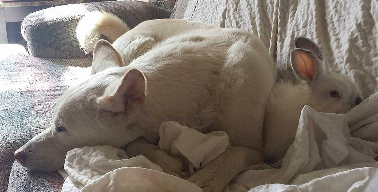 Hiyan joined the competition — help win amazing prizes! carnivore, cat, comfort, dog_breed, felidae, fur, nap, paw, small_to_medium_sized_cats, tail, terrestrial_animal, whiskers