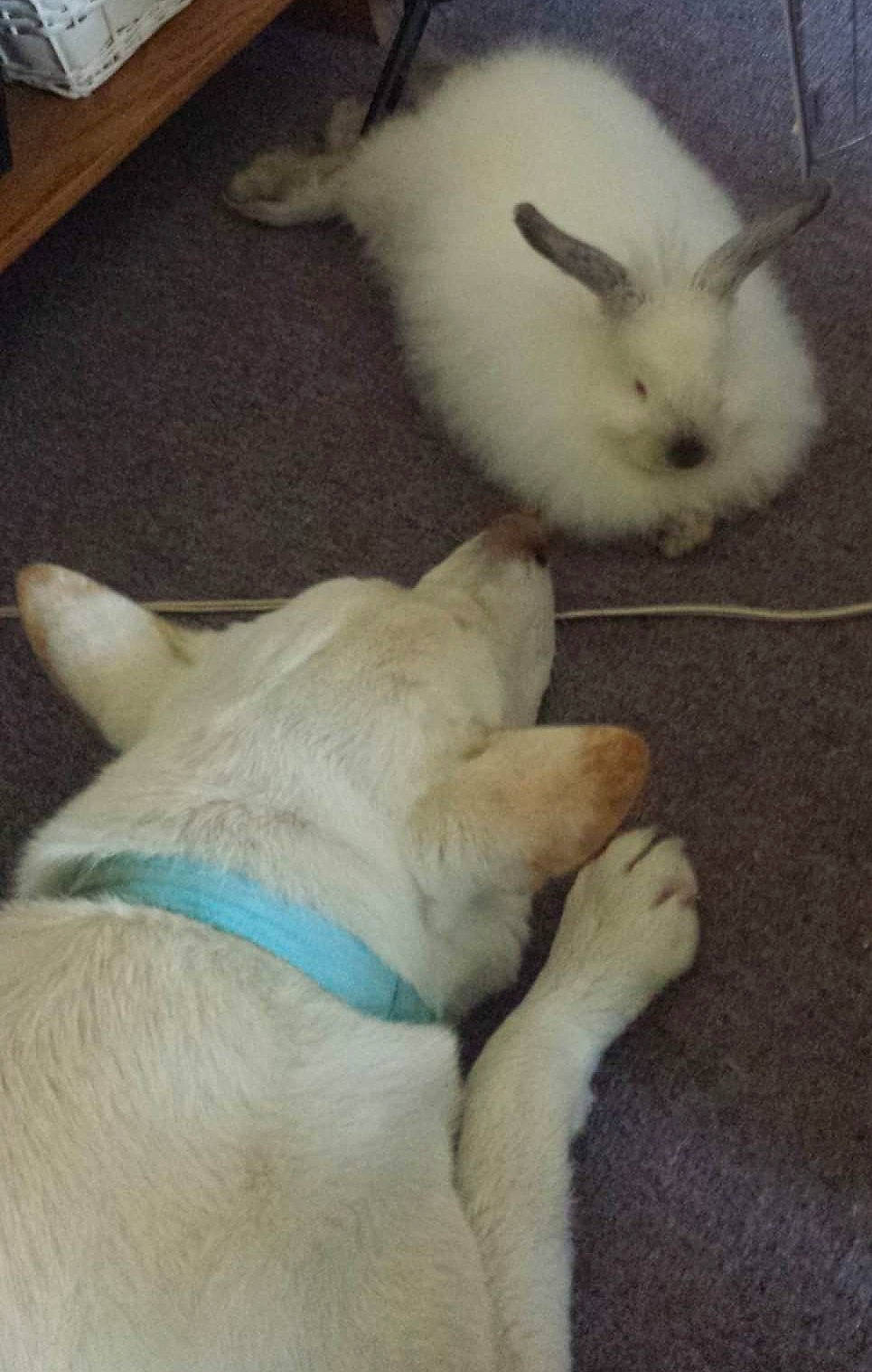 Hiyan is registered to the contest to win money with this photo: carnivore, companion_dog, dog, dog_breed, ear, event, fawn, flooring, fur, paw, rabbit, rabbits_and_hares, snout, tail, terrestrial_animal, whiskers, working_animal