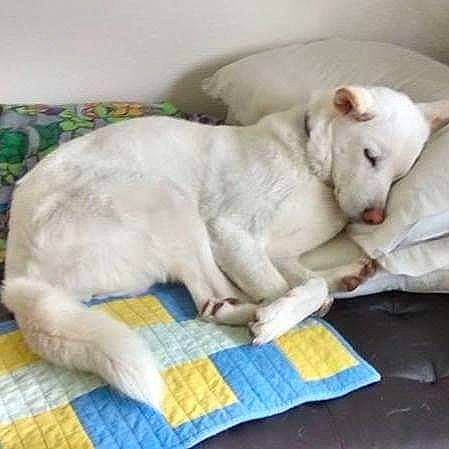 Hiyan is registered to the contest to win money with this photo: canidae, carnivore, comfort, companion_dog, dog_breed, domestic_short_haired_cat, fawn, felidae, fur, linens, nap, pattern, paw, small_to_medium_sized_cats, sporting_group, tail, whiskers