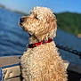 airedale, animal, beach, canine, coast, cockerspaniel, dog, nature, outdoors, person, pet, poodle, puppy, sea, shoreline, terrier, water, whitedog