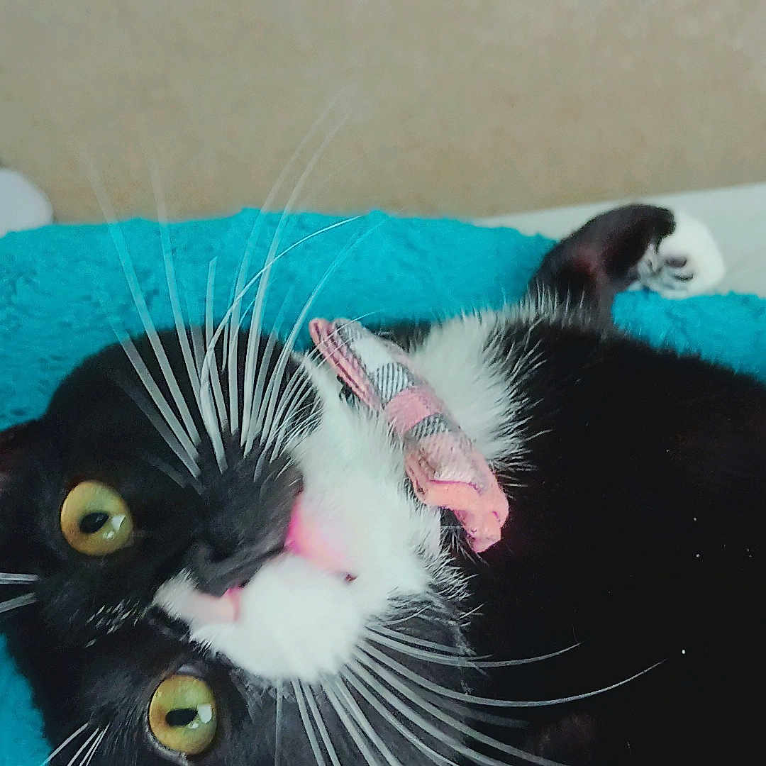 Loki is registered to the contest to win money with this photo: animal, black_and_white, blue_blanket, cat, close_up, collar, curious, cute, domestic_animal, feline, fur, indoor, lying_down, pet, pink_collar, playful, portrait, relaxed, whiskers, yellow_eyes