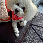 Iris a rejoint le concours — aidez-le/la à gagner de superbes lots ! camera_watermark, companion_animal, curly_fur, cushion, cute, dog, fluffy, home, indoors, leather_couch, living_room, looking_at_camera, pet, photography, portrait, red_bandana, rug, sitting, standing, white_dog